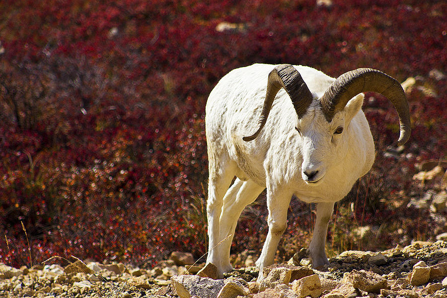 Dall Sheep Photograph by Kyle Lavey