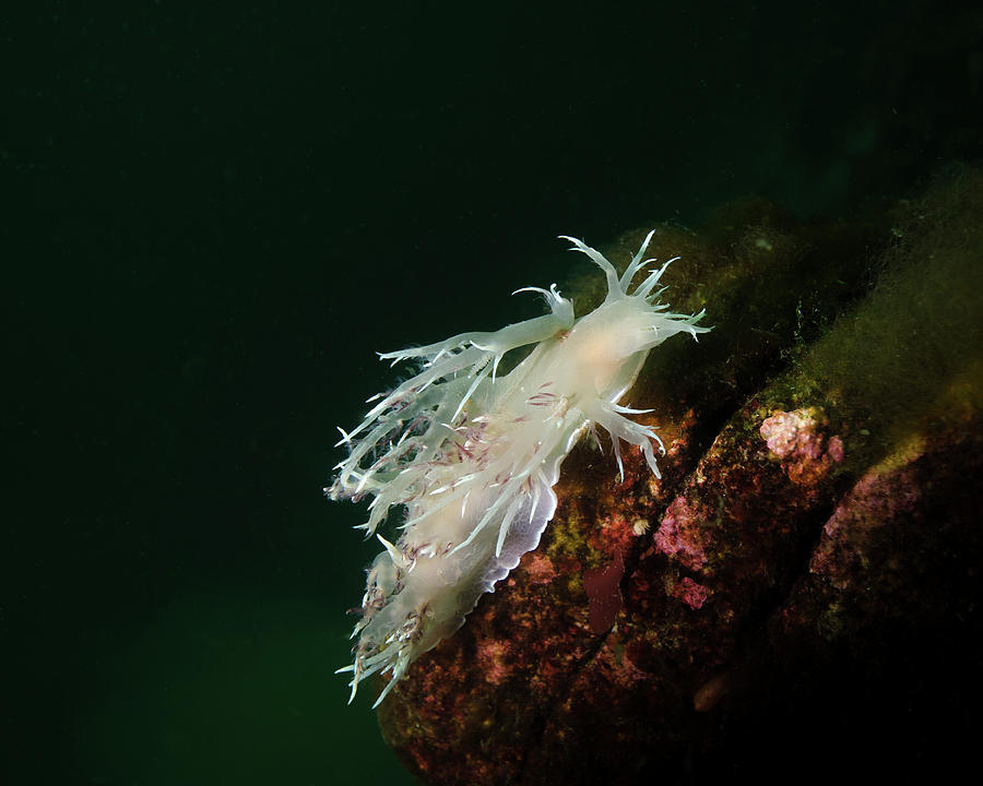 Dalls Dentronotid Nudibranch At Quadra #1 Photograph by Brent Barnes