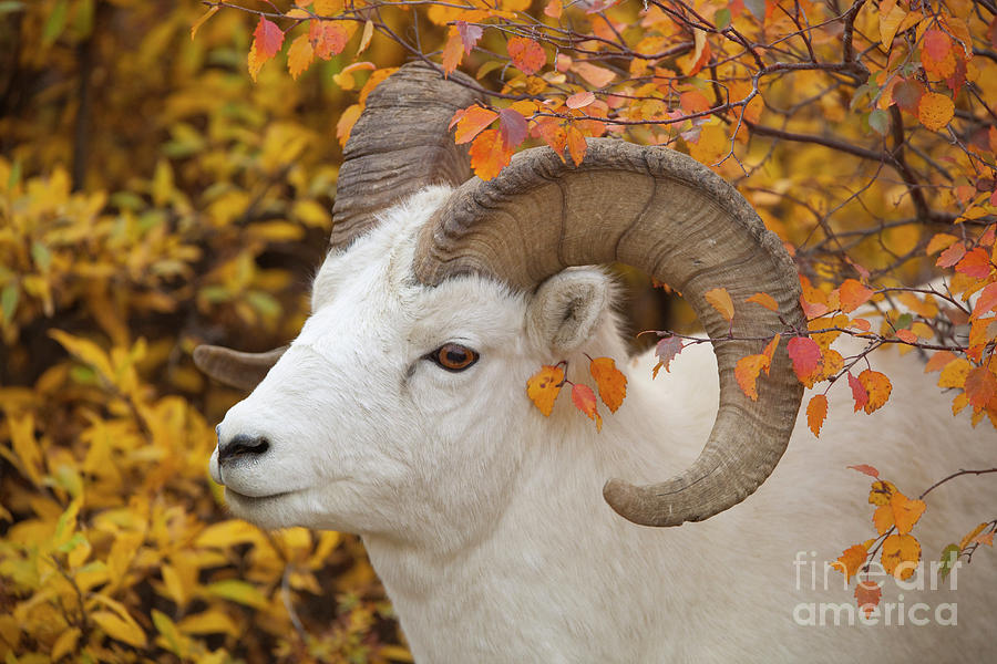 Dalls Sheep Ram in Denali Photograph by Yva Momatiuk and John Eastcott