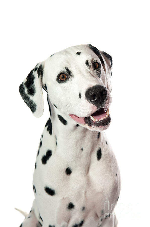 Animal Photograph - Dalmatian dog #1 by Viktor Pravdica