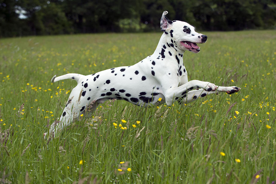 Dalmatian Running #2 Photograph by John Daniels