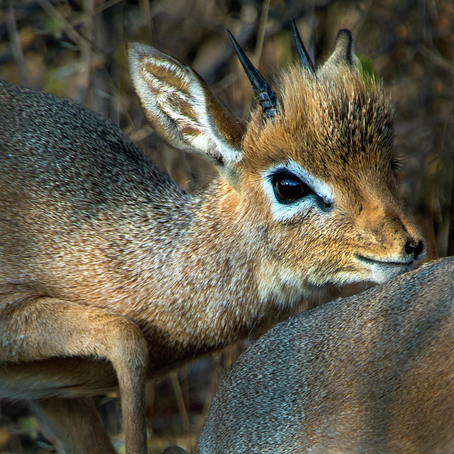 Damara Dik-dik Madoqua Kirkii, Etosha #1 Photograph by Animal Images -  Pixels