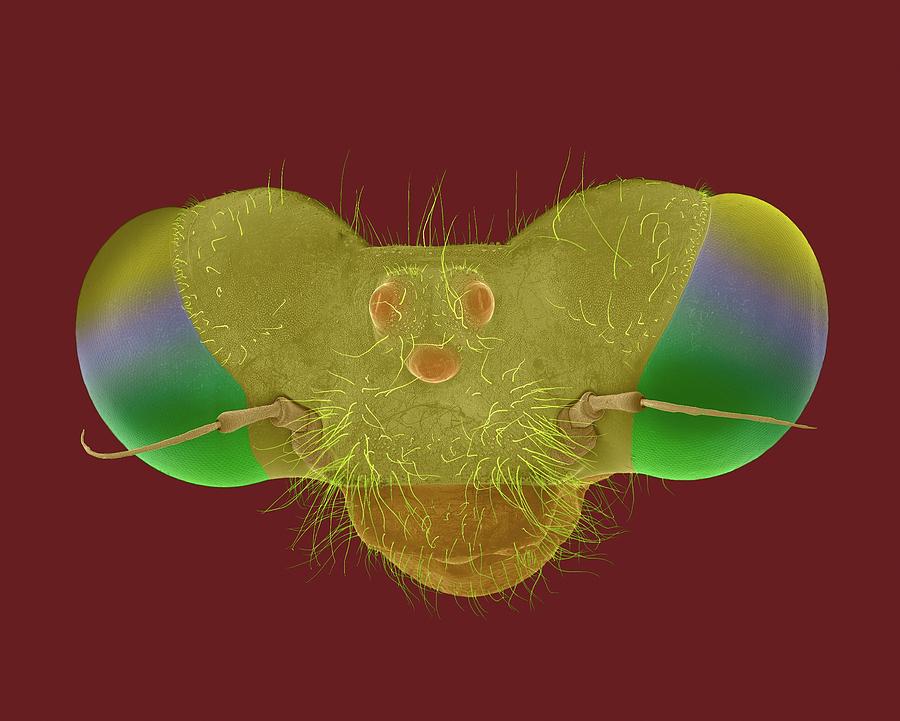 Damselfly Head #1 Photograph by Dennis Kunkel Microscopy/science Photo Library