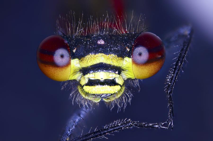 Damselfly head, light micrograph Photograph by Science Photo Library ...