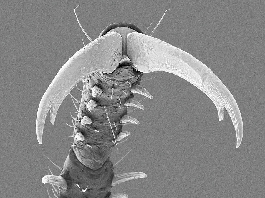 Damselfly Tarsal Claw #1 Photograph by Dennis Kunkel Microscopy/science Photo Library