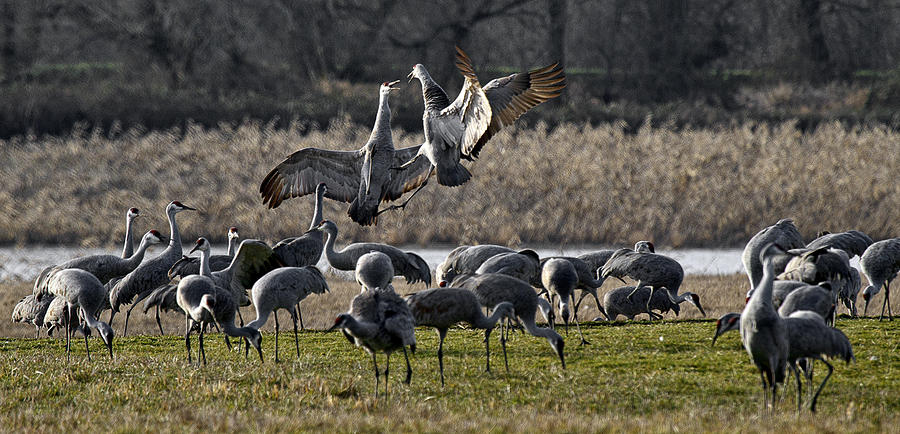 Dance Of The Cranes Photograph by Wes and Dotty Weber