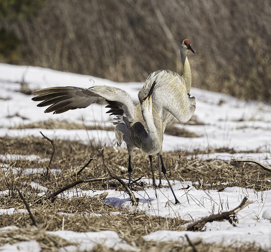 Dancing Crane Photograph by Thomas Young