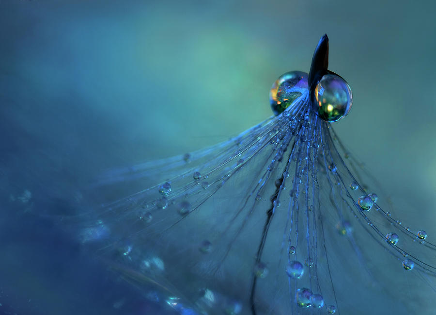 Feather Photograph - Dancing Into The Blue Night #1 by Heidi Westum