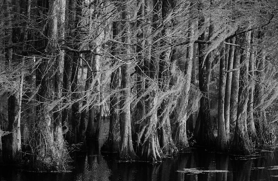 Tree Photograph - Dancing Trees in the Swamp #1 by Paulette Thomas