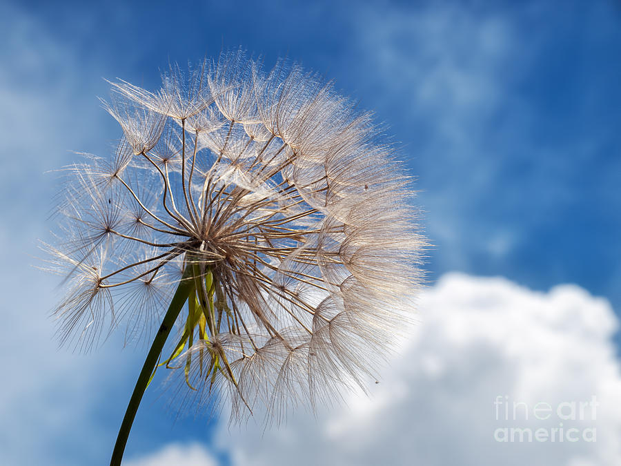Nature Photograph - Dandelion and clouds #1 by Sinisa Botas