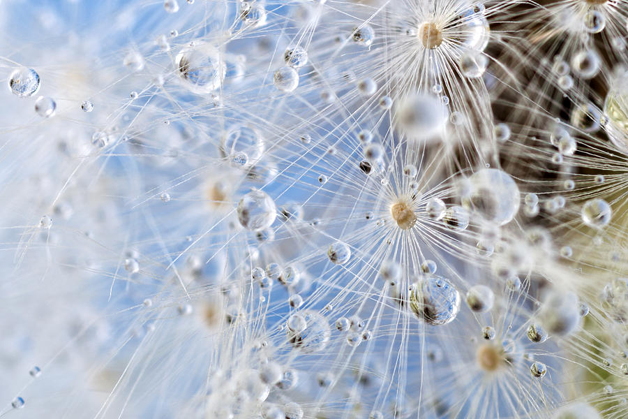 Dandelion and dew drops - Abstract Macro like alien landscape #1 Photograph by Kerrick