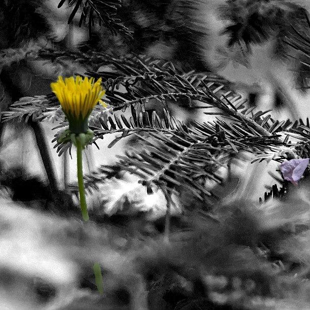 Nature Photograph - #dandelion Between #fir #branches #1 by Vaivoda Vlad