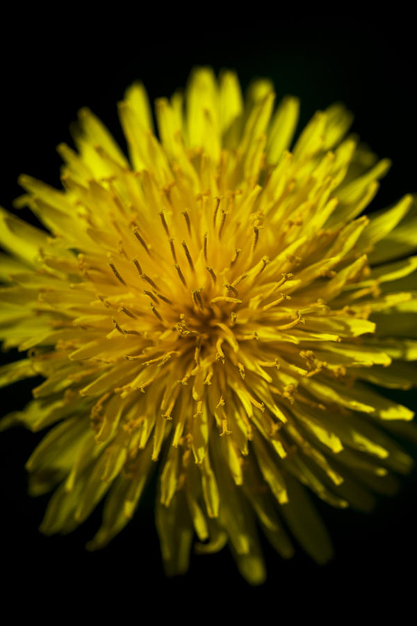 Dandelion #1 Photograph by Chevy Fleet