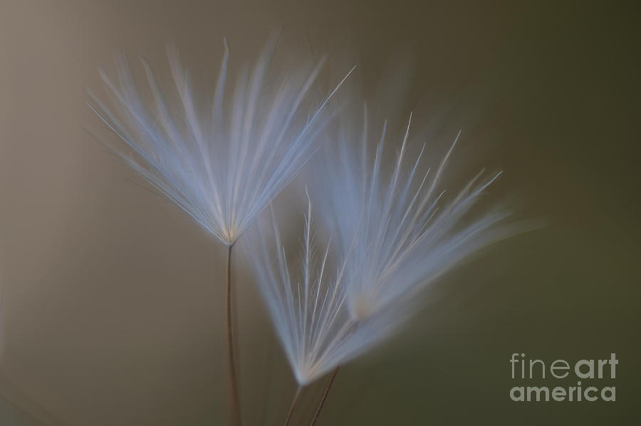 Dandelion close-up view backlit #1 Photograph by Jim Corwin