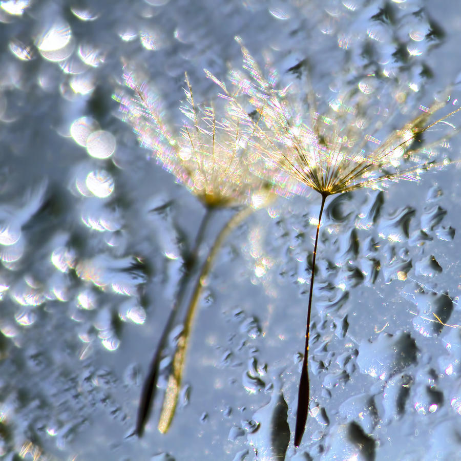Flower Photograph - Dandelion Fireworks #2 by Peggy Collins