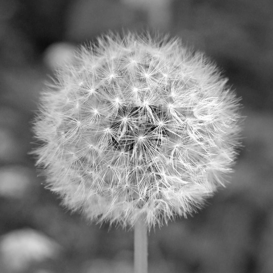 Dandelion Gone to Seed #1 Photograph by Brooke T Ryan