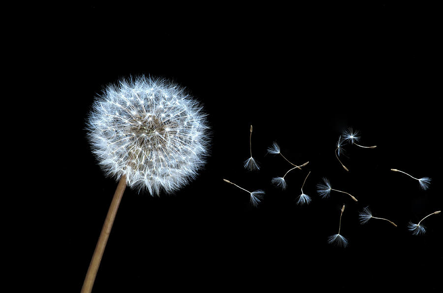 Dandelion Seed Head And Seeds #1 Photograph by William H. Mullins