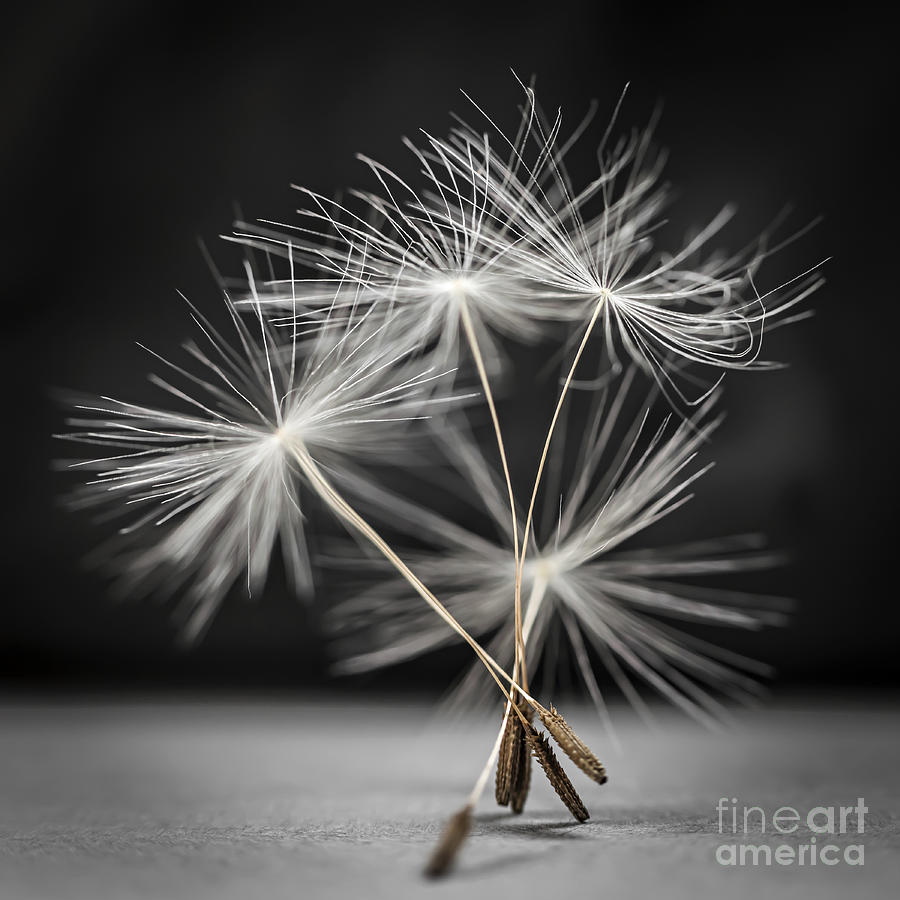 Nature Photograph - Dandelion seeds 1 by Elena Elisseeva