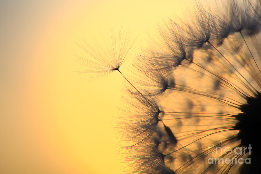 Dandelion Seeds Photograph by Patrick Frischknecht