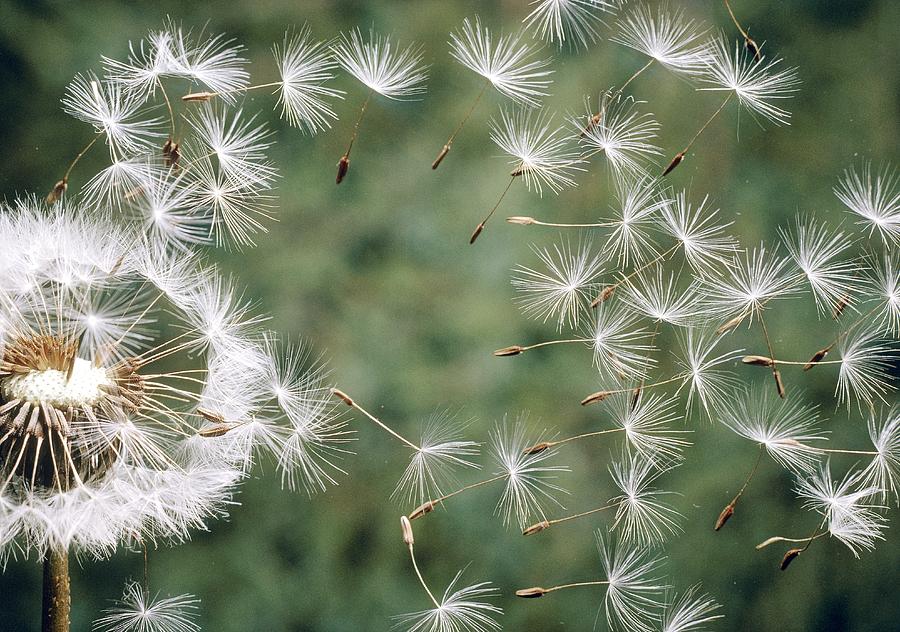 Dandelion Seeds #1 Photograph by Perennou Nuridsany