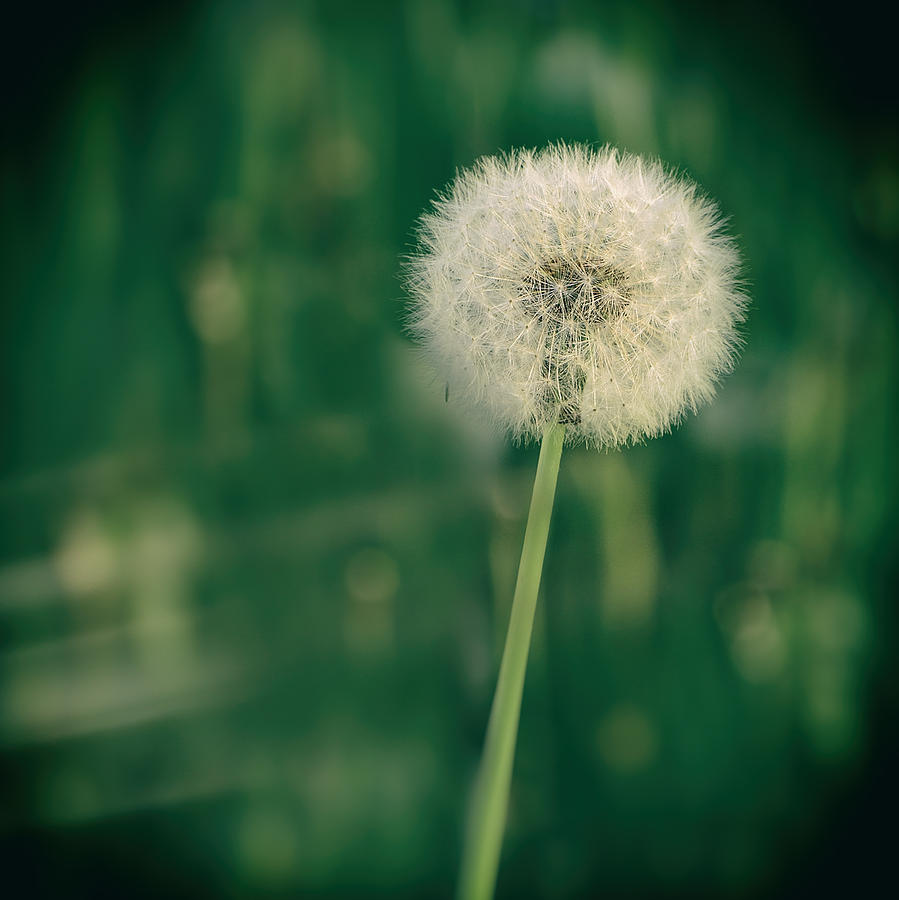 Dandelion Photograph