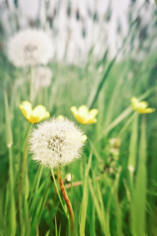 Nature Photograph - Dandelions and buttercups #1 by Tom Gowanlock