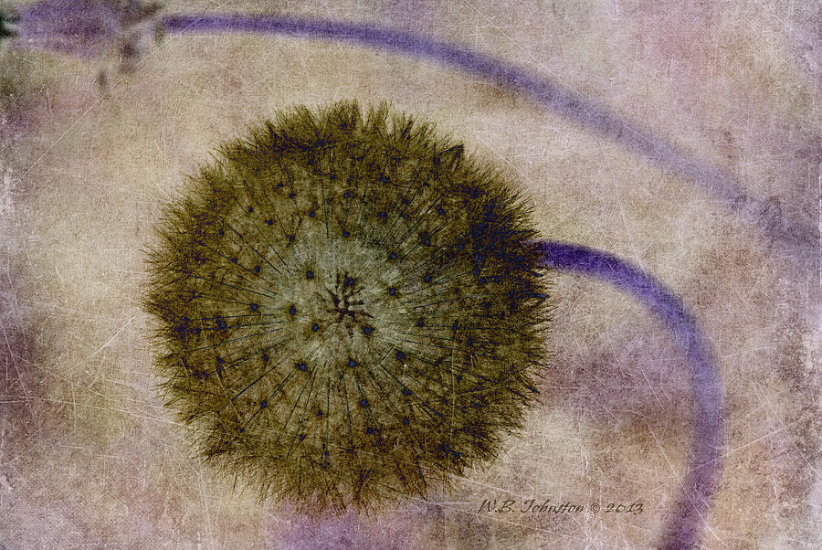 Abstract Photograph - Dandy by WB Johnston