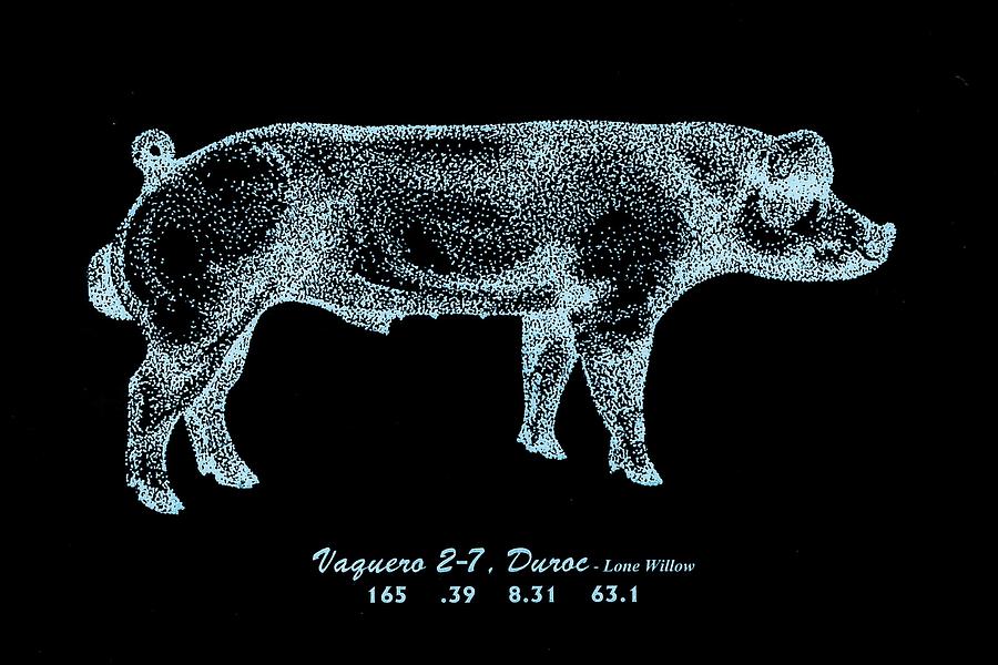 Danish Duroc #2 Drawing by Larry Campbell