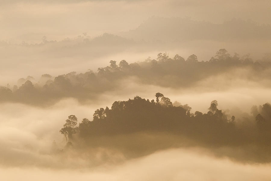 Danum Valley Rainforest At Sunrise Sabah #1 Photograph by Sebastian Kennerknecht
