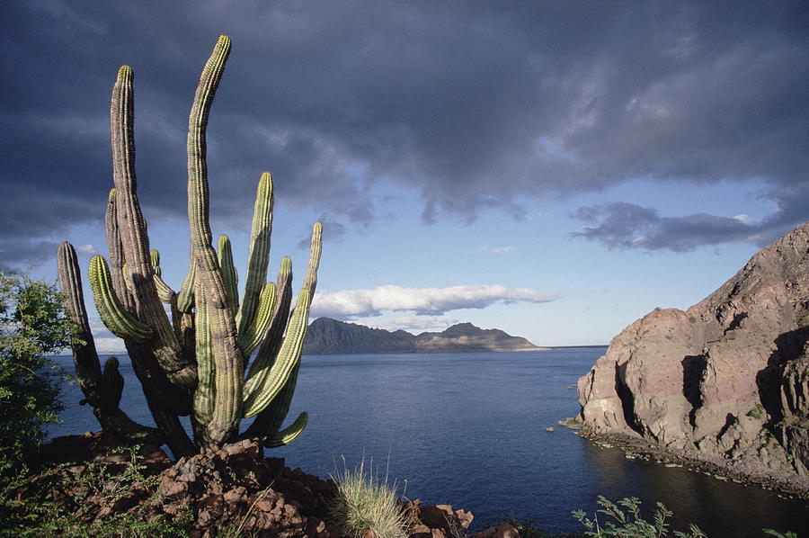 Danzante Island Sea Of Cortez Baja #1 Photograph by Tui De Roy