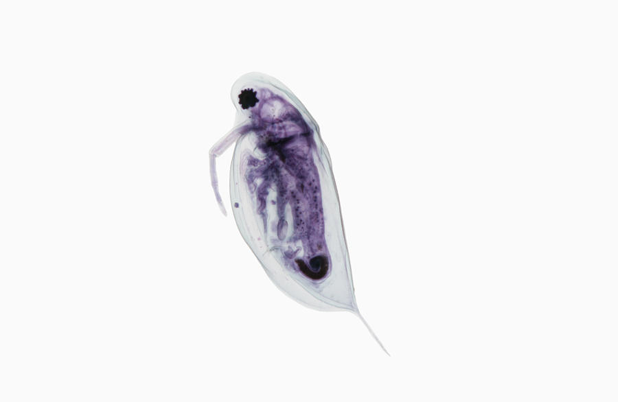 Daphnia, Freshwater Crustacean, Lm #1 Photograph by Science Stock Photography