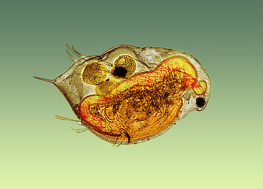 Daphnia #1 Photograph by Science Source