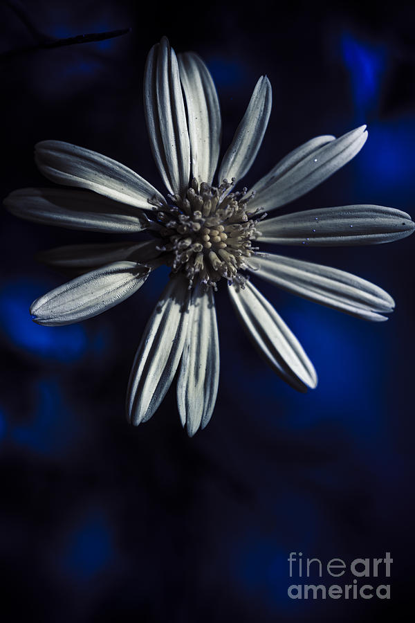 Dark Blue Daisy Blossoming In A Romantic Twilight Photograph