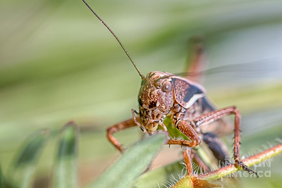 Dark Bush-cricket #1 Photograph by Jivko Nakev