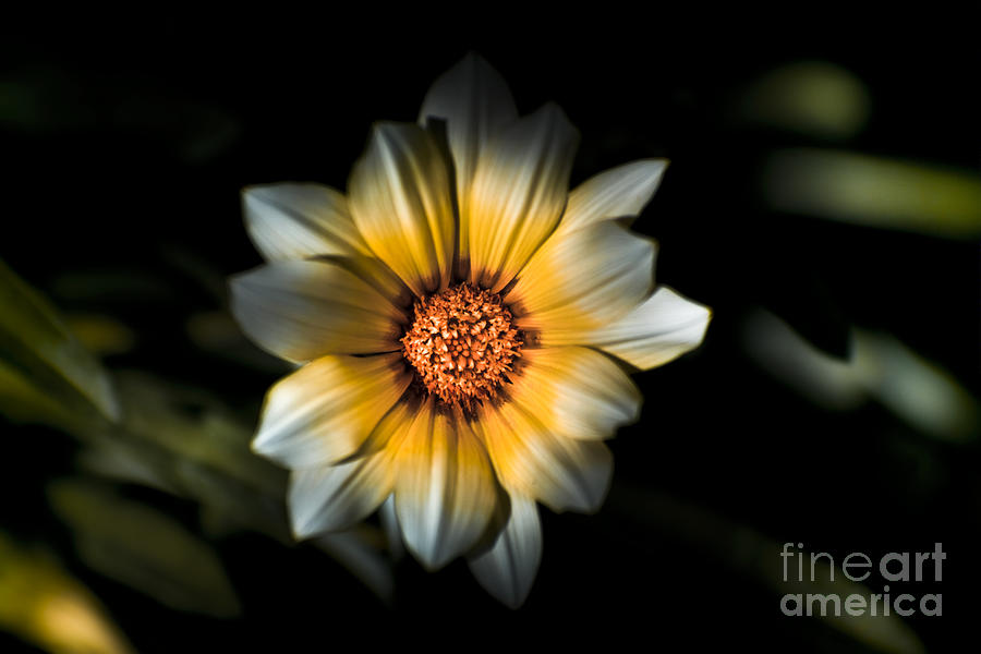 Dark Daisy Flower Photograph by Jorgo Photography
