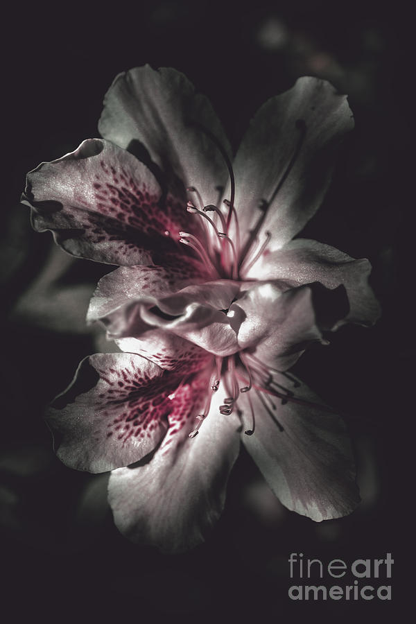 Dark fine art azalea flowers in nights shadow Photograph by Jorgo Photography