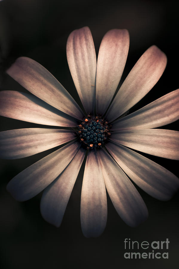 Dark Flower #1 Photograph by Jorgo Photography