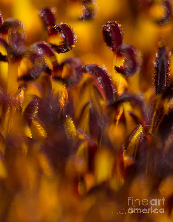Bordeaux Red Stamens Photograph by Iris Richardson