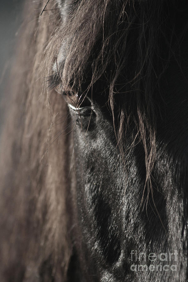 Horse Photograph - Dartagnan #1 by Lynn Jackson