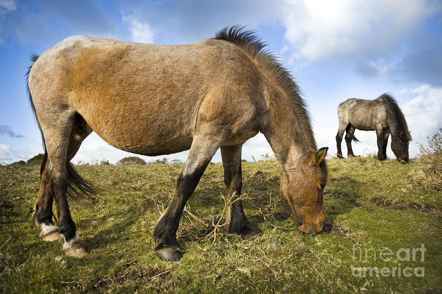 Dartmoor Pony #1 Photograph by Lee Avison