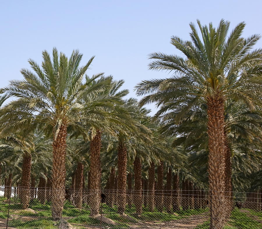 Date Palms from the Jordan Valley Photograph by Rita Adams