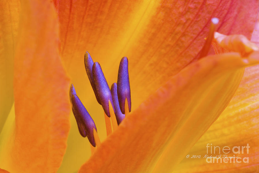 Day Lily  2 Photograph by Richard J Thompson 