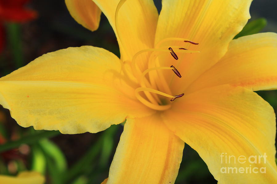 Sacramento Photograph - Day lily #2 by Terry P