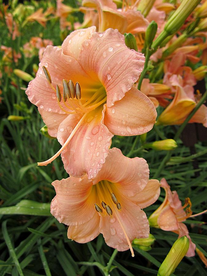 Daylilies #1 Photograph by MTBobbins Photography