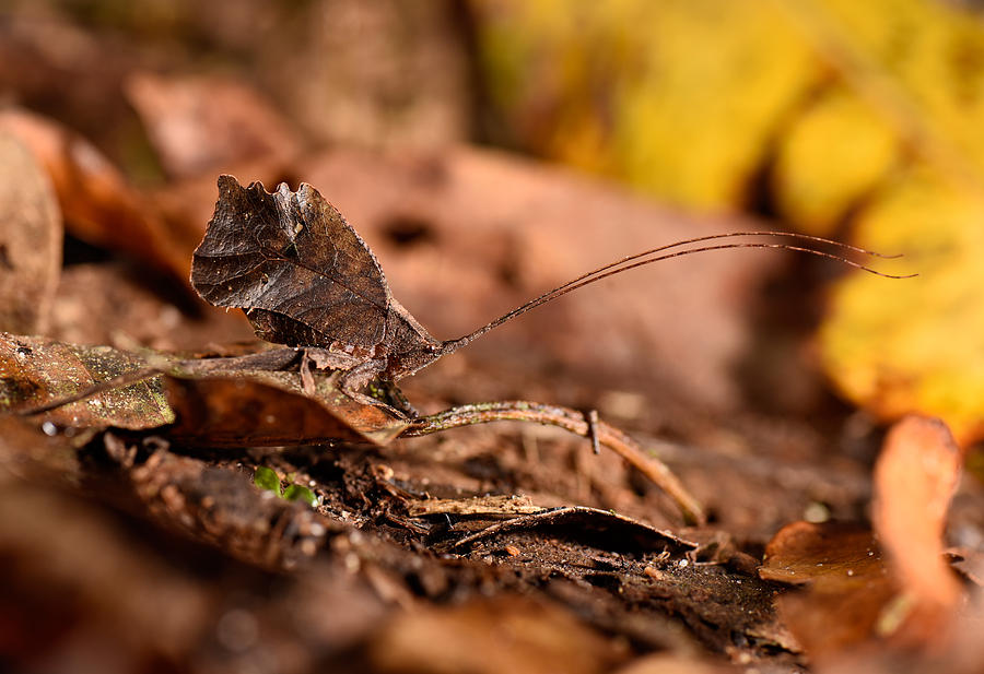 Dead Leaf Katydid #1 Photograph by Francesco Tomasinelli