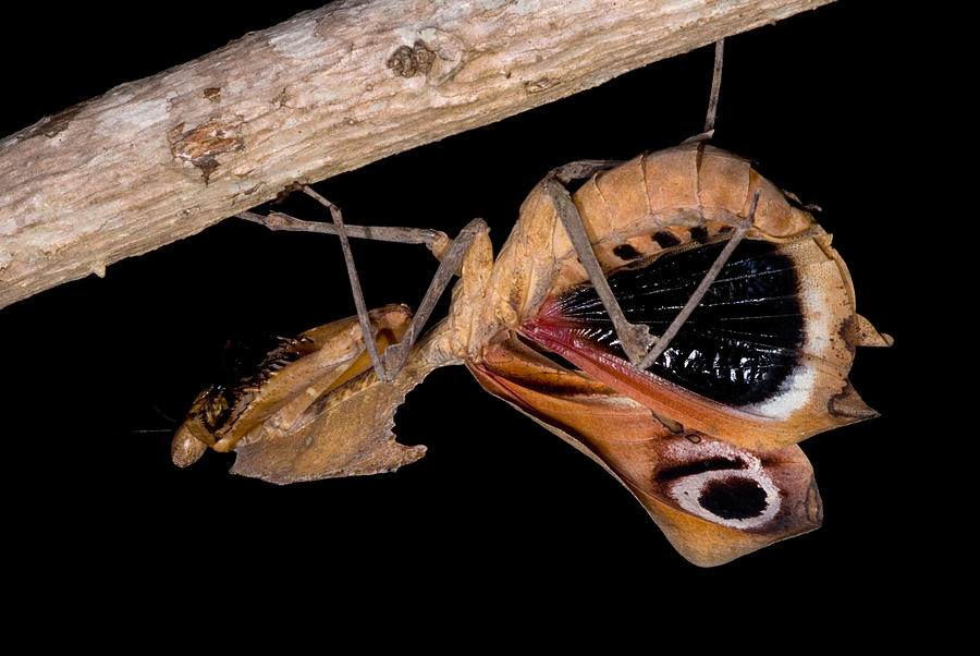 Dead Leaf Mantis #1 Photograph by Dant Fenolio