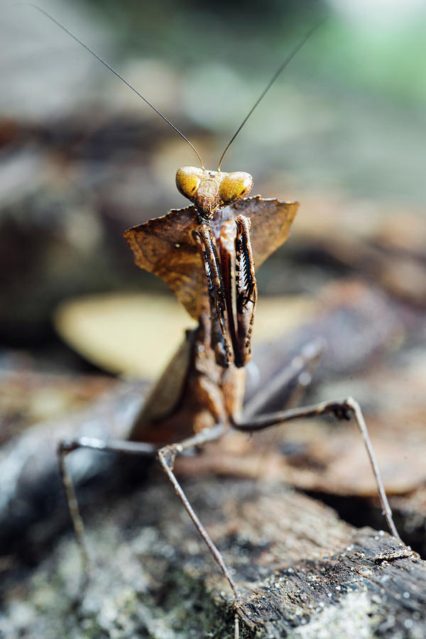 Dead Leaf Mantis #1 Photograph by Scubazoo/science Photo Library
