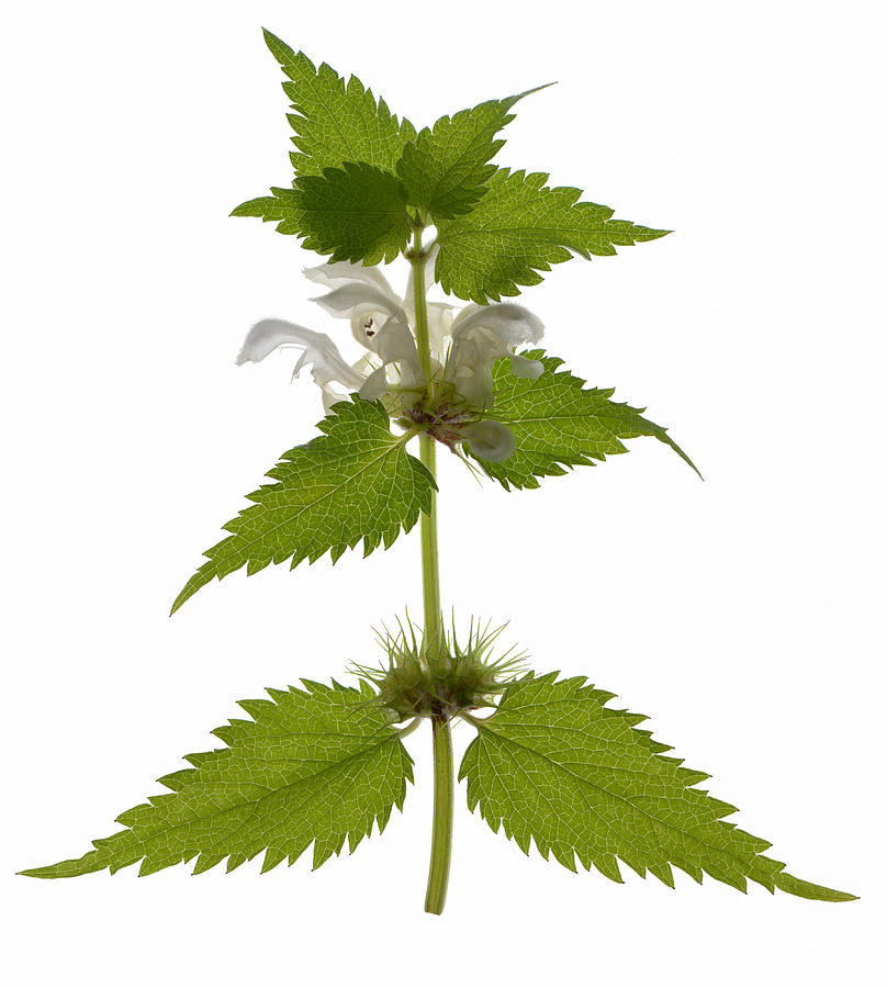 Dead Nettle #1 Photograph by Gustoimages/science Photo Library