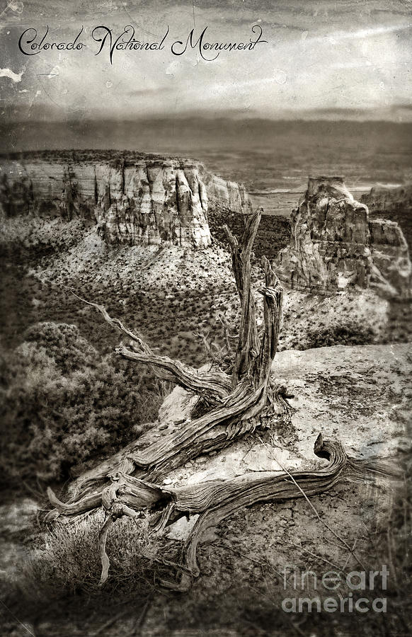 Nature Photograph - Dead Tree on Cliff Overlooking View of Buttes #1 by Jill Battaglia