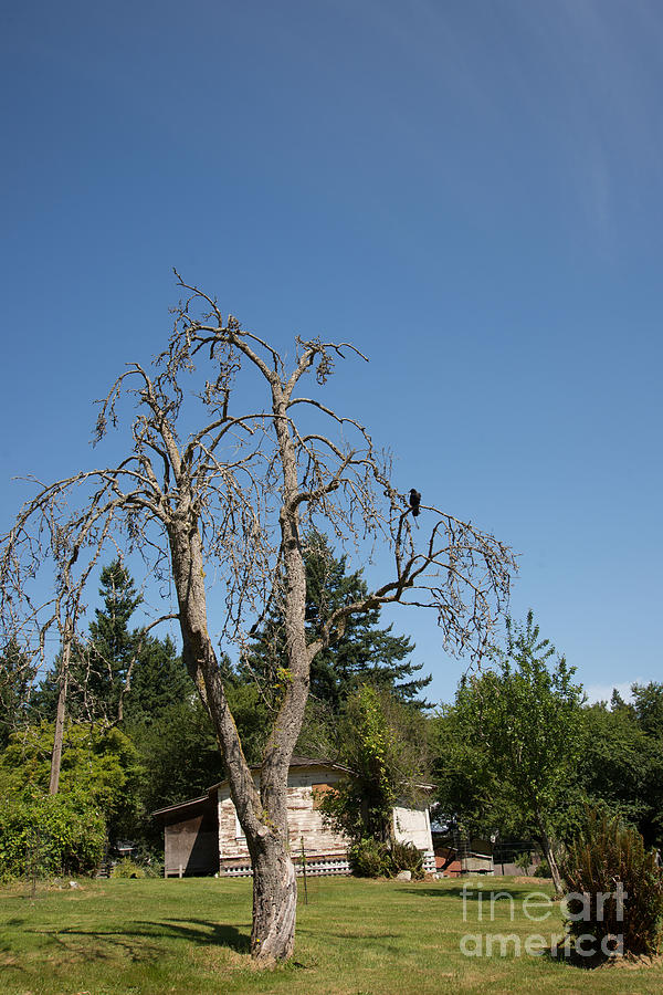 Dead Tree with Crow #1 Digital Art by Carol Ailles